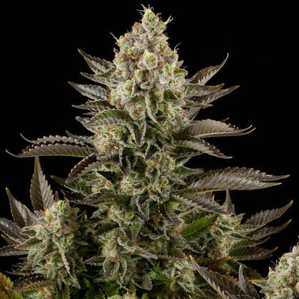 White-widow-dinafem-seeds white widow dinafem seeds
