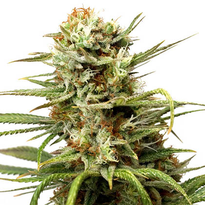 White-widow-dutch-passion-autoflowering Auto White Widow van Dutch Passion