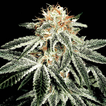 White-widow-greenhouse-seeds White Widow van Green House Seeds