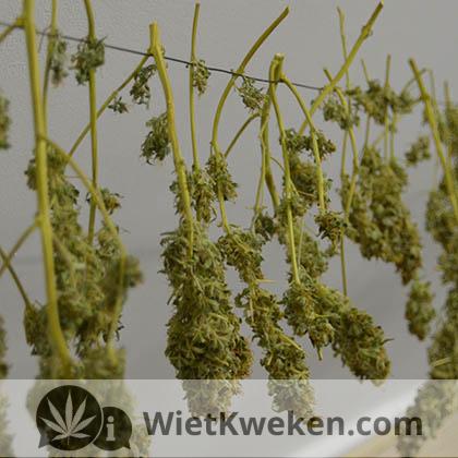 Wiet-drogen-op-zolder wiet drogen