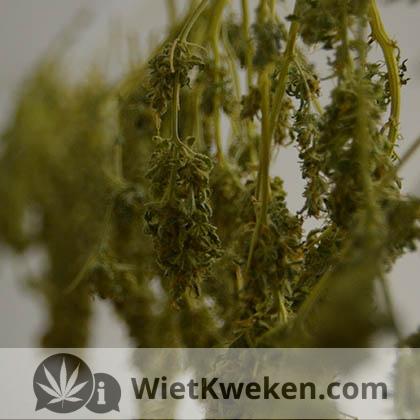 wietplant drogen zolder