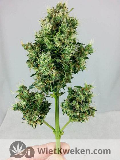 Wiet-top-na-knippen Wiet top na knippen