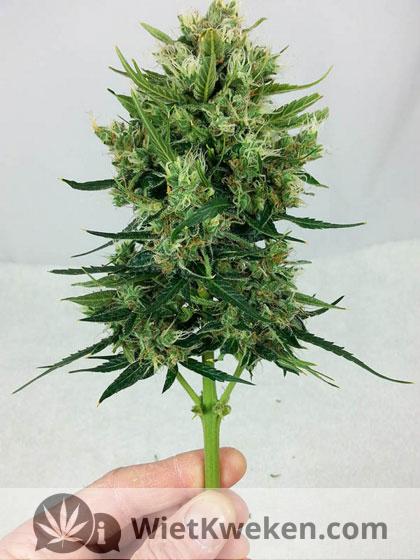 Wiet-top-voor-knippen Wiet top voor knippen