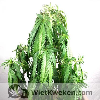 wietplant te weinig water