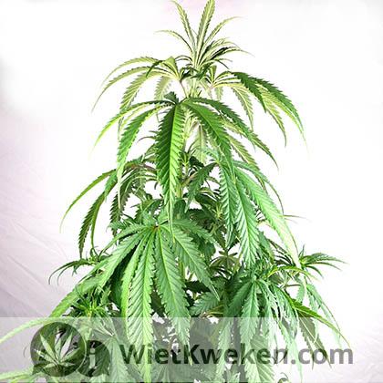 wietplant water geven