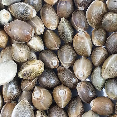 ø; wietzaden super skunk