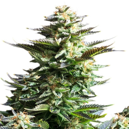 amnesia-haze-royal-queen-seeds Amnesia Haze - Royal Queen Seeds