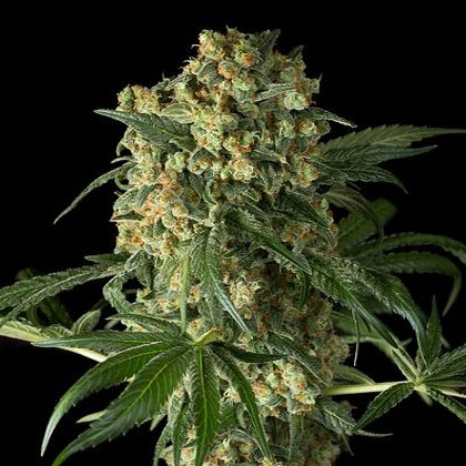 amnesia-haze-soma-seeds-1 Amnesia Haze - Soma Seeds