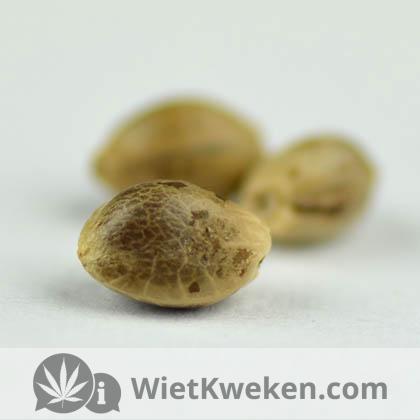 amnesia-haze-soma-seeds1 amnesia haze soma seeds