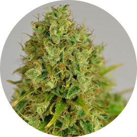 amnesia-haze-wiet