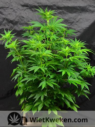amnesia-haze-wietplant-binnenkweek De Amnesia Haze wordt bij een binnenkweek ongeveer 1 meter hoog.
