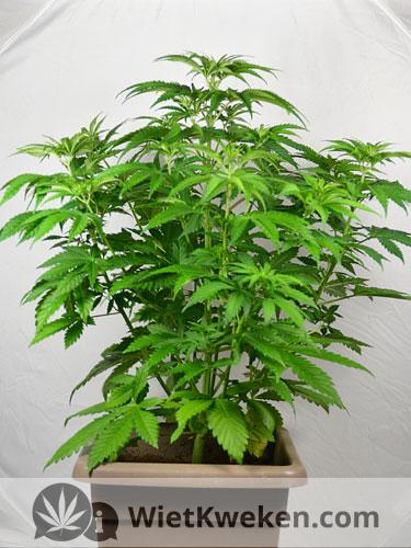 amnesia-haze-wietplant-in-groei Amnesia Haze wietplant in groeifase.