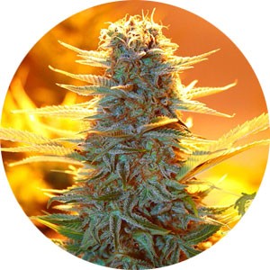 amnesia-haze-wietsoort-300x300