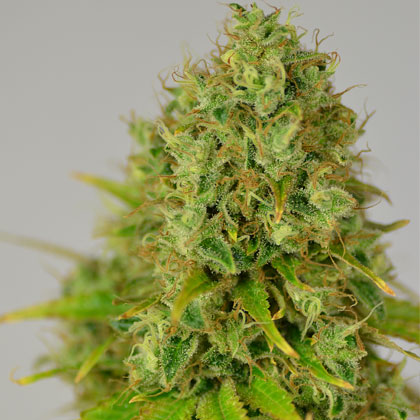 amnesia-haze-wietzaadjes-nl Amnesia Haze - Huismerk Wietzaadjes.nl