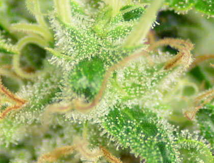 amnesia-haze-witte-kristallen-trichomes Top van de Amnesia Haze wietplant