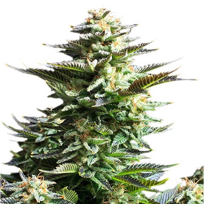 amnesia-haze amnesia haze