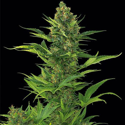 amnesia-xxl-autoflowering-dinafem Amnesia XXL Auto van Dinafem - Nummer 2 autoflowering zaden