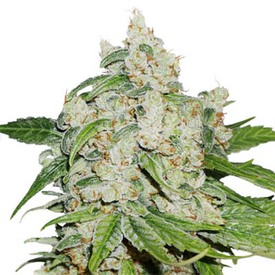 autobrooklyn-sunrise-dutch-passion-feminised-autoflower dutch passion AutoBrooklyn Sunrise