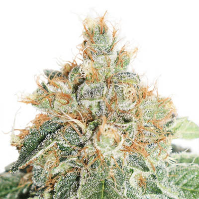 autocolorado-cookies-dutch-passion-feminised-autoflower dutch passion autocolorado cookies
