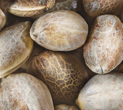 Cannabis zaden van Barney's Farm