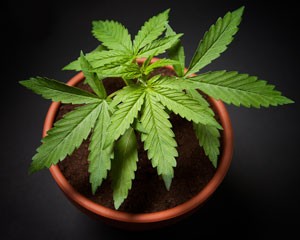 binnen-wiet-kweken-300x240