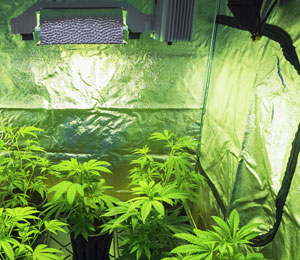 binnen-wiet-kweken-voor-eigen-gebruik Waar kun je binnen wiet kweken?