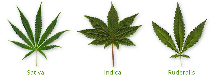 bladeren-cannabis-sativa-indica-runderalis De bladeren van de cannabis Sativa, Indica en Runderalis.