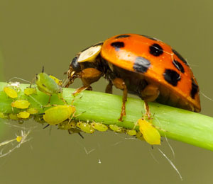 Bladluis is een luis die ook op wietplanten voor komt en is er in verschillende soorten.