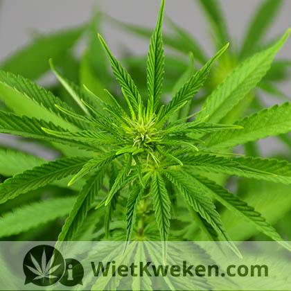 bloei-silver-haze-wietplant silver haze bloeiverschijnselen