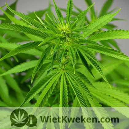 bloeiperiode-super-silver-haze-wietplanten bloeiverschijnselen haze