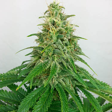 wietplant in de bloeifase