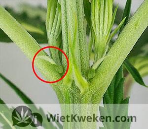 bloeiperiode-wietplant De bloeiperiode of bloeifase is de fase van de plant waarin ze bloemen aanmaakt.