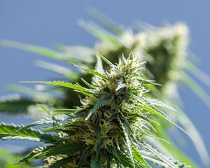 buiten-wiet-kweken-300x240