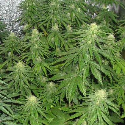 cannabis-in-kweektent Cannabis in en kweektent.