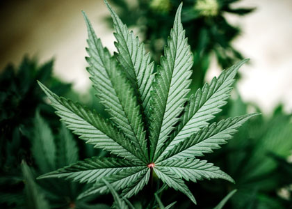 cannabis-indica-wietblad