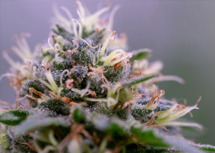 close-up-white-widow Close-up White Widow wietplant