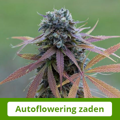 dinafem-autoflowering-zaden Dinafem autoflowering zaden - Gemakkelijk te telen, snel te oogsten