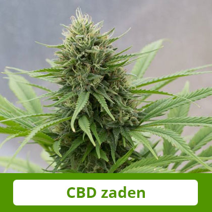 dinafem-cbd-zaden Dinafem CBD zaden - Zacht en evenwichtig effect, therapeutisch potentieel