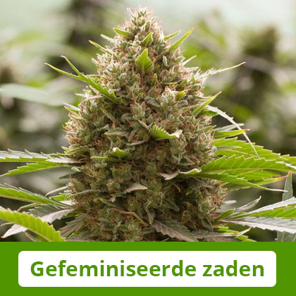 dinafem-gefeminiseerde-zaden Dinafem gefeminiseerde zaden - Zeer productief en uiterst krachtig