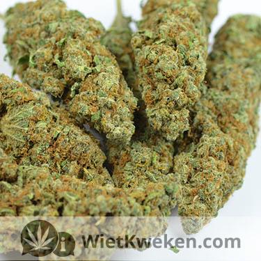 droge-wiet-roken (1) droge haze wiet toppen
