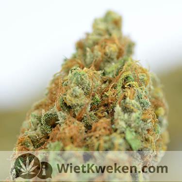 droge-wiet-top-super-silver-haze droge wiet silver haze