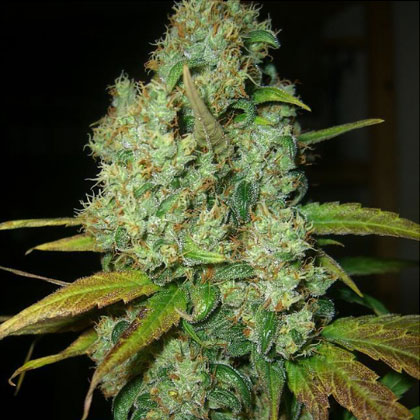 dutch-passion-seeds-power-plant Dutch Passion Seeds - Power Plant