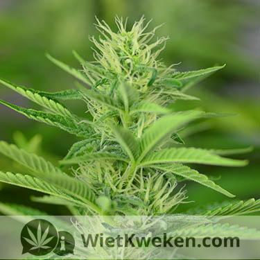 eerste-bloeiweek-silver-haze eerste week bloei silver haze
