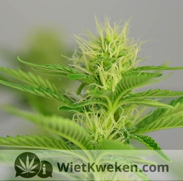 eerste-week-bloei-silver-haze-wiet-plant bloeitijd cannabis haze