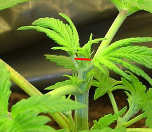 Fimmen is het snoeien van je wietplant, dusdanig dat er minimaal 2 toppen ontstaan.