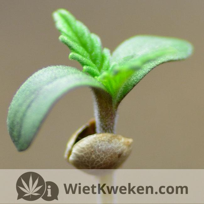 foto-amnesia-haze-02 De zaailing (het jonge plantje)