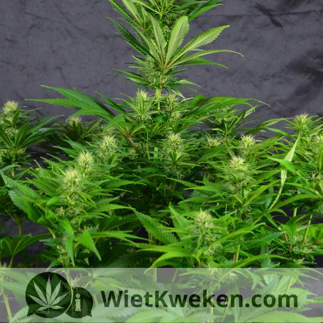 foto-amnesia-haze-03 De wietplant in bloei