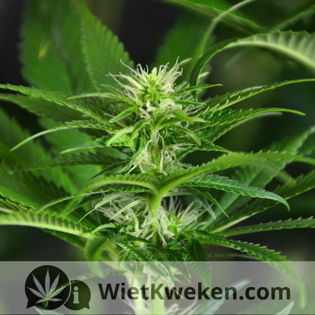 foto-amnesia-haze-04 Top Amnesia Haze wietplant