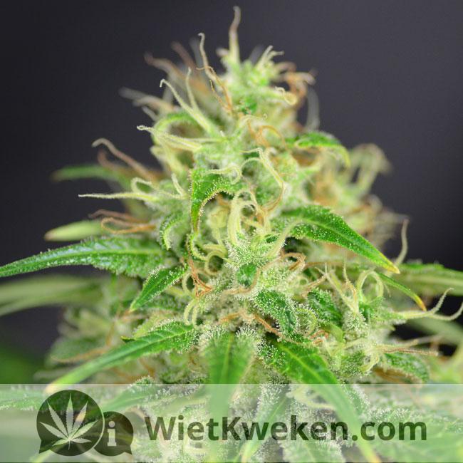 foto-amnesia-haze-09 De duidelijk zichtbare trichomen met THC.
