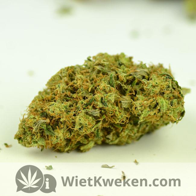 foto-amnesia-haze-11 Amnesia Haze wiet is niet geschikt voor beginnende gebruikers.